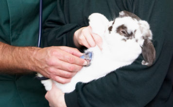 Malattie del coniglio 1468 0 Malattie del coniglio